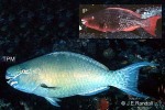 Redlip Parrotfish (Scarus rubroviolaceus)